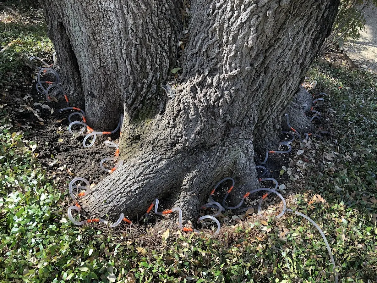 Detailed Tree Cabling and Bracing job site in Bullhead City