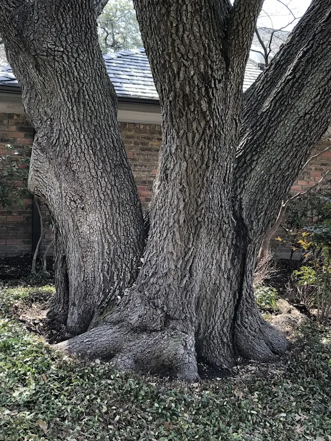 Mature heritage tree close to a Bullhead City property cared for by certified arborists
